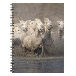 France, Provence. White Camargue horses running Notebook