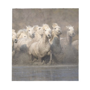 France, Provence. White Camargue horses running Notepad