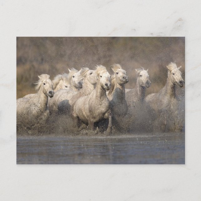 France, Provence. White Camargue horses running Postcard (Front)