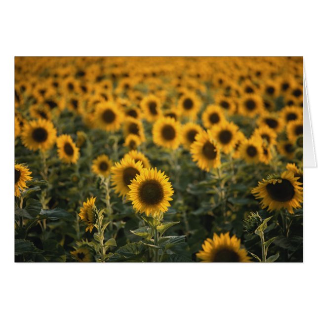 France, Vaucluse, sunflowers field (Front Horizontal)