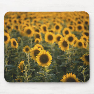 France, Vaucluse, sunflowers field Mouse Mat