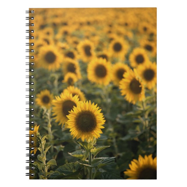 France, Vaucluse, sunflowers field Notebook (Front)