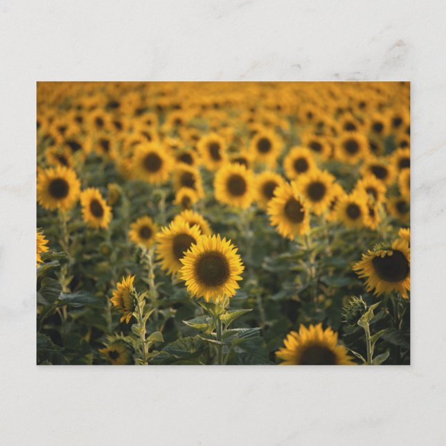 France, Vaucluse, sunflowers field Postcard (Front)