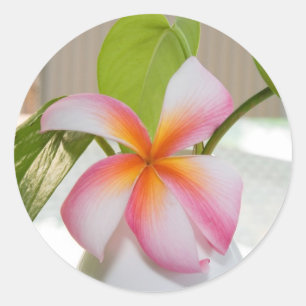 Frangi Panni Classic Round Sticker