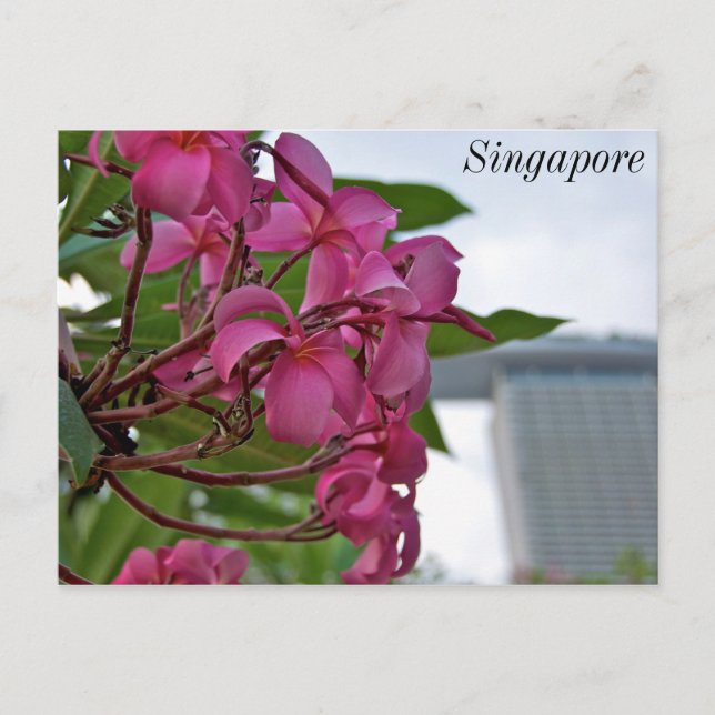 Frangipani Blossom by the Bay Postcard (Front)