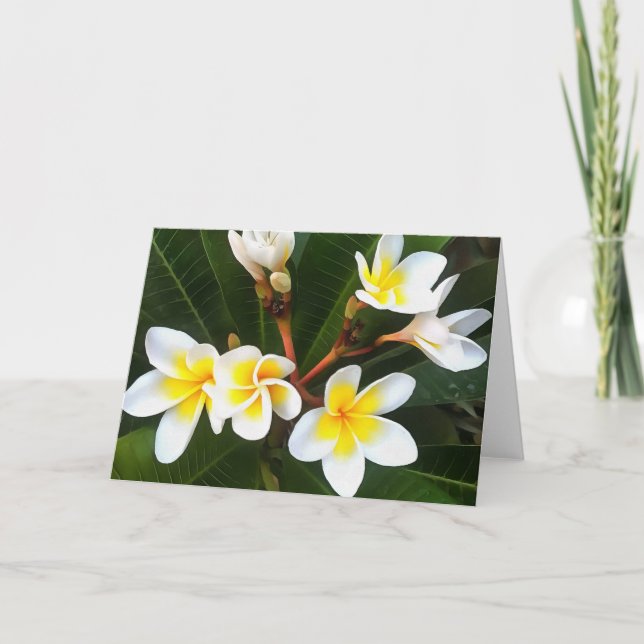 Frangipani Blossom Cluster Artistic Style Card (Front)