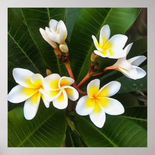 Frangipani Blossom Cluster Poster