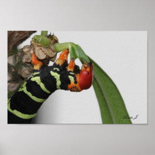Frangipani Caterpillar in Antigua Canvas Print
