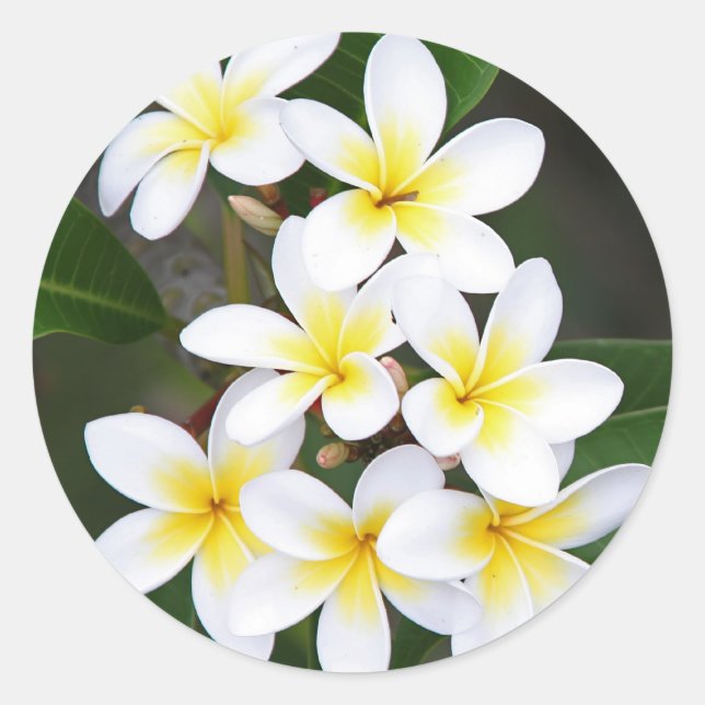 Frangipani Classic Round Sticker (Front)