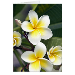 Frangipani flower Cook Islands