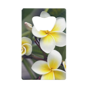 Frangipani flower Cook Islands