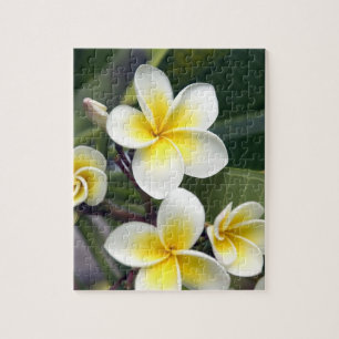 Frangipani flower Cook Islands Jigsaw Puzzle