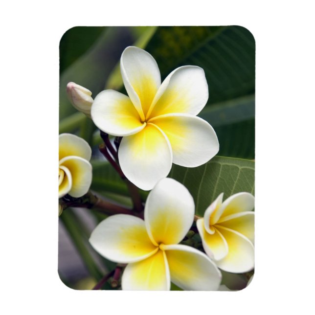 Frangipani flower Cook Islands Magnet (Vertical)