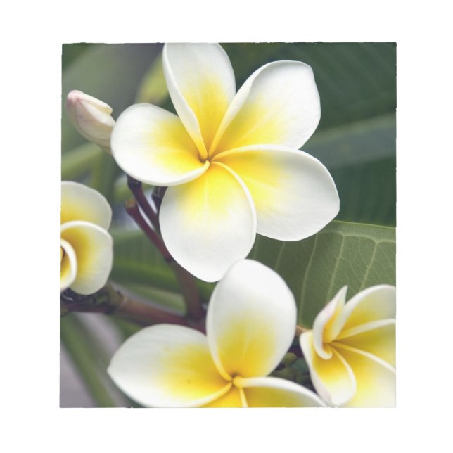 Frangipani flower Cook Islands Notepad (Front)