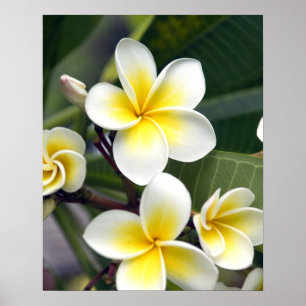 Frangipani flower Cook Islands Poster