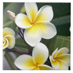 Frangipani flower Cook Islands Tile