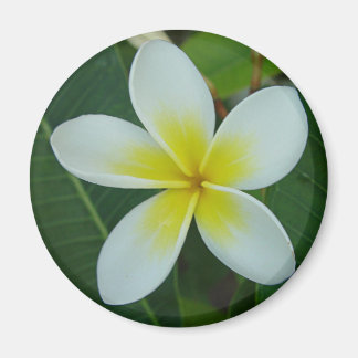Frangipani Flower Magnet