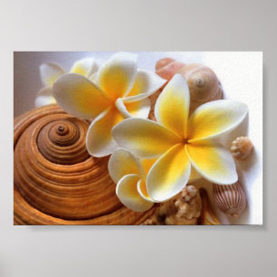 Frangipani flower poster