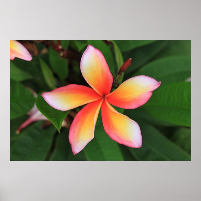 Frangipani flower poster (Front)