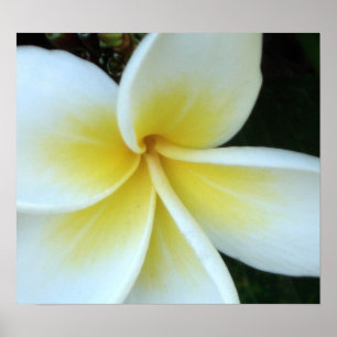 Frangipani flower poster