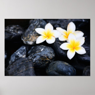 Frangipani flowers poster
