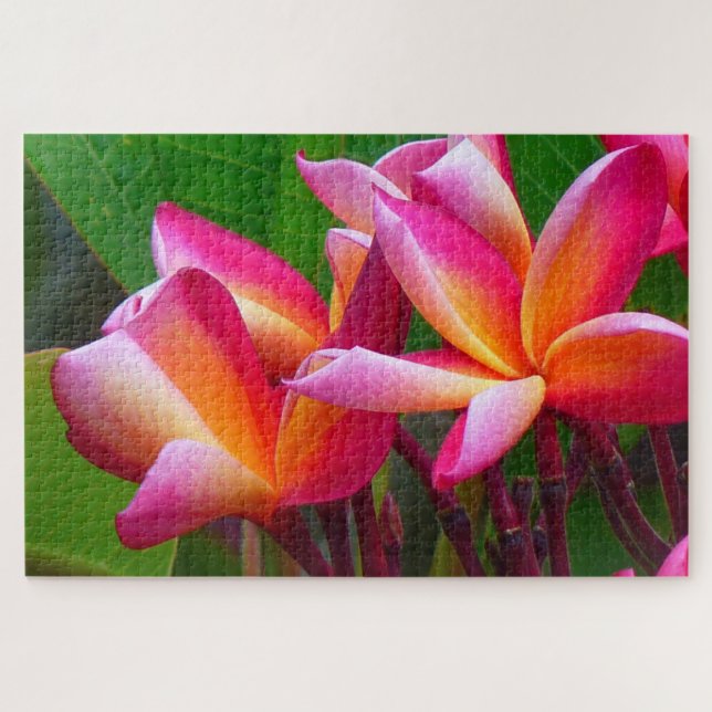 frangipani flowers puzzle (Horizontal)