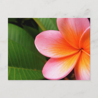 Frangipani I Postcard