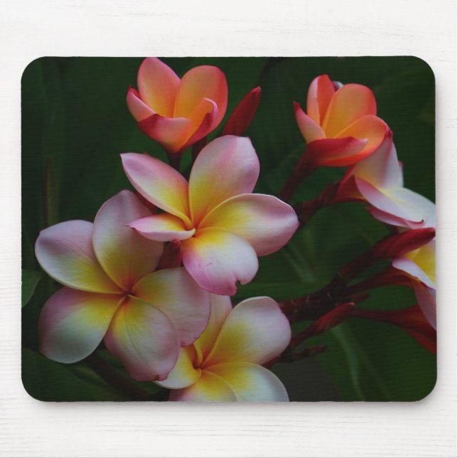 Frangipani Mouse Mat (Front)