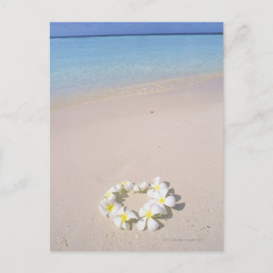 Frangipani on the beach postcard