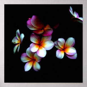 frangipani photo print