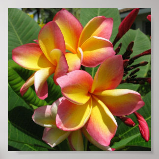 Frangipani Photo Print, Value Poster Paper (Matte)