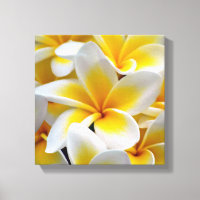 Frangipani Plumeria Flower Photo
