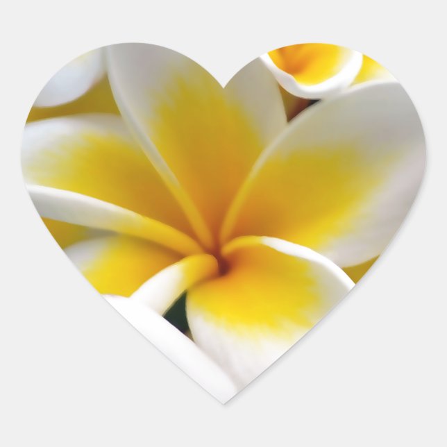 Frangipani Plumeria Flower Photo Heart Sticker (Front)