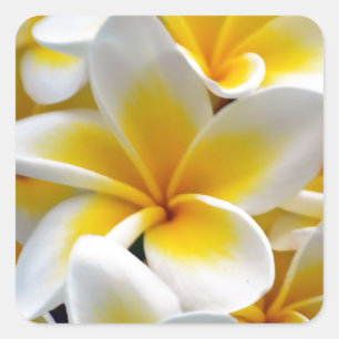Frangipani Plumeria Flower Photo Square Sticker