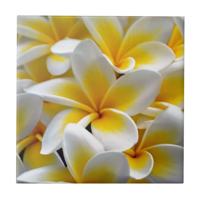 Frangipani Plumeria Flower Photo Tile (Front)