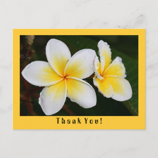 Frangipani Postcard (Front)