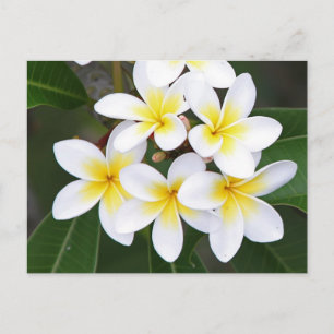 Frangipani Postcard