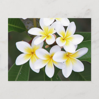 Frangipani Postcard