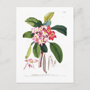 Frangipani Postcard