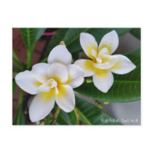 Frangipani Postcard - Bali Whirl