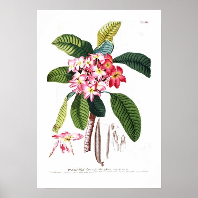 Frangipani Poster (Front)