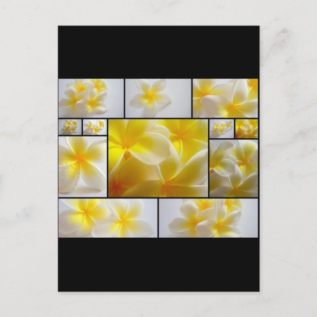 Frangipanis Postcard (Front)