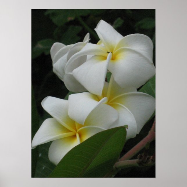 Frangipanis Poster Prints (Front)