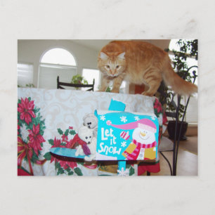 Frank&Leo: Did you see the cat? postctcard Postcard