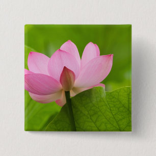 Franklin NC, Perry's Water Garden, Lotus 15 Cm Square Badge