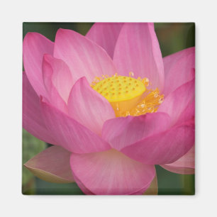 Franklin NC, Perry's Water Garden, Lotus 2 Magnet