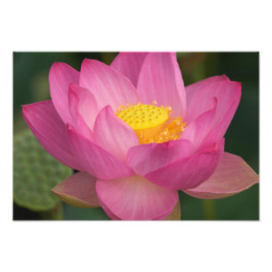 Franklin NC, Perry's Water Garden, Lotus 2 Photo Print