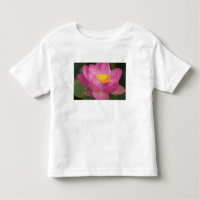 Franklin NC, Perry's Water Garden, Lotus 2
