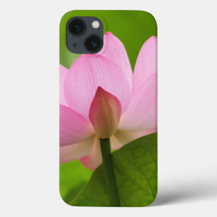 Franklin NC, Perry's Water Garden, Lotus iPhone 13 Case