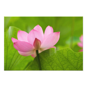 Franklin NC, Perry's Water Garden, Lotus Photo Print
